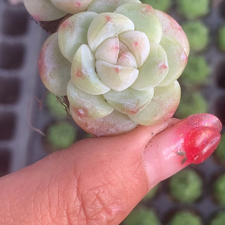 冰玉小脸。10颗。 包邮