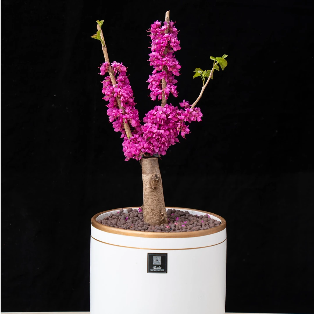 爆花机器四季春7号紫荆树，庭院花园可种，观花植物