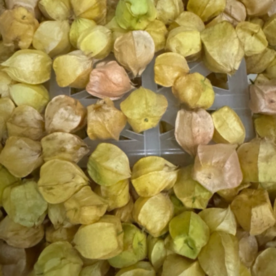 东北海伦铁把青小姑娘果