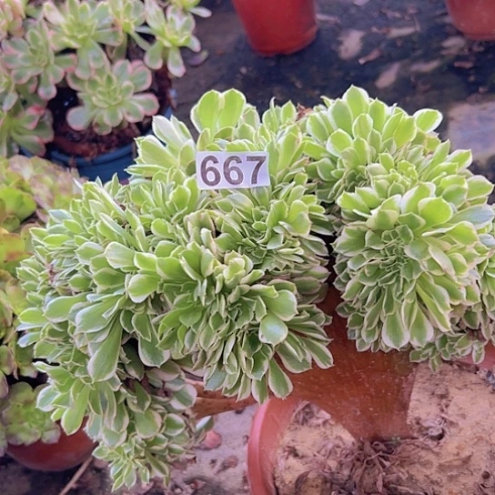 爱***正多肉植物一个白凤有伤