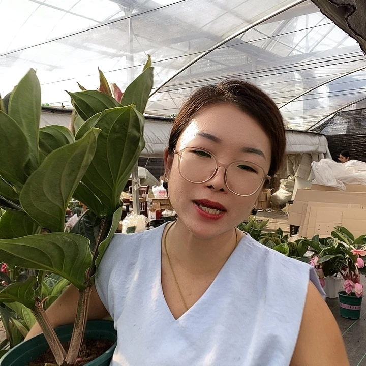 紫***莲宝莲灯一物一拍的