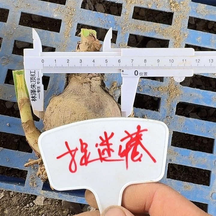 捉迷藏朱顶红一棵