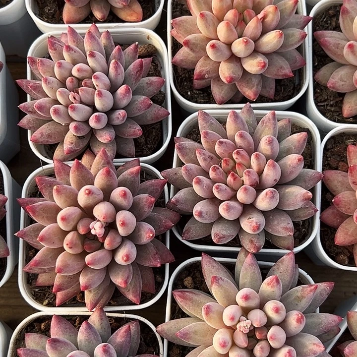 单头            金鱼姬