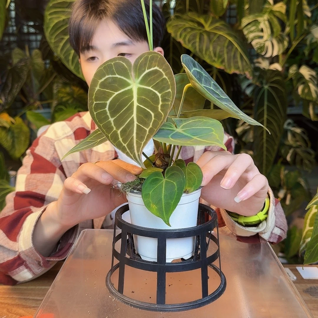 完全开放T28克莱恩