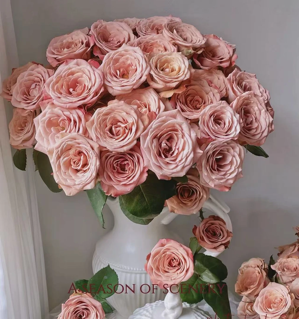 【花予专属】10枝卡布奇诺 云南基地鲜花