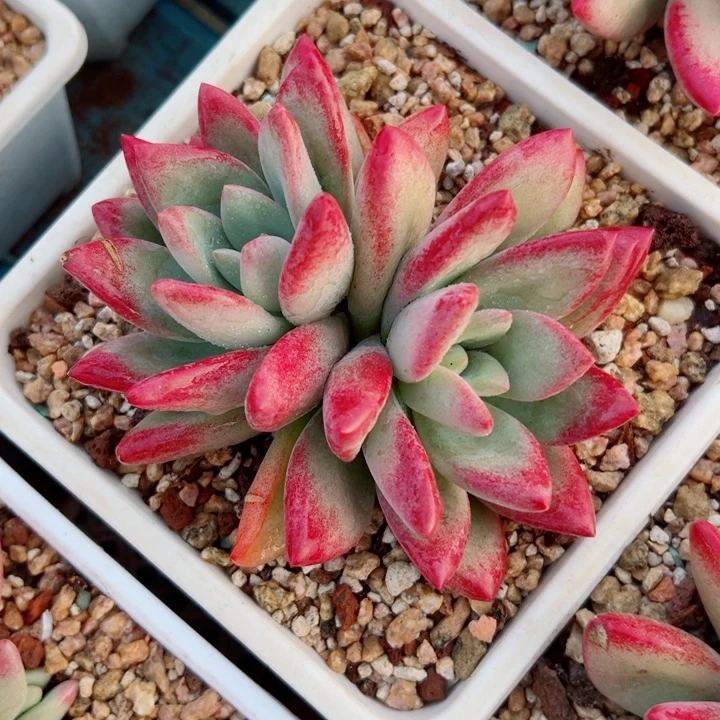 精品多肉植物老桩