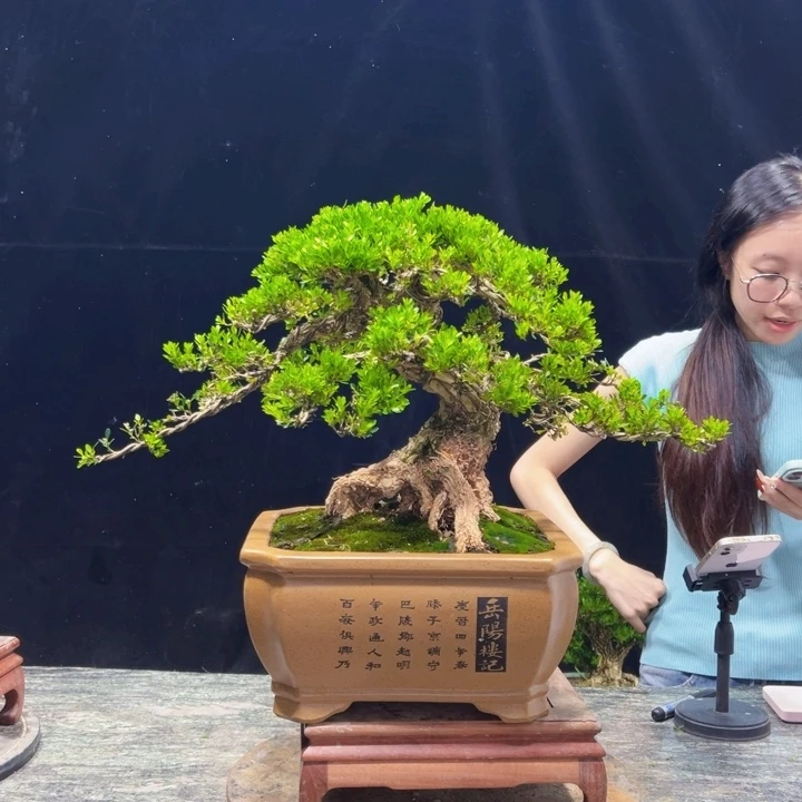 无花朵皱皮黄杨四季常绿