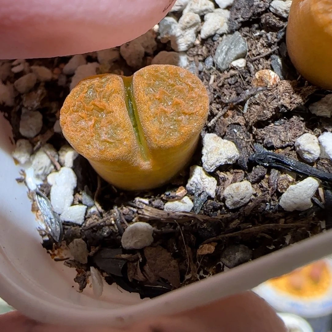 肉锥多肉植物百科-超级蛋糕859