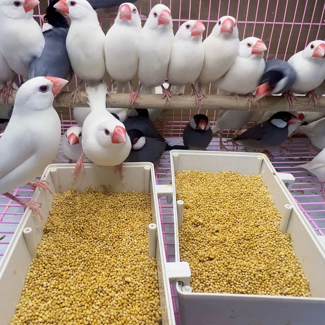 文鸟精品成年文鸟两对包邮包活