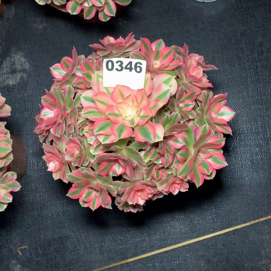 粉女巫346法师多肉植物42000000