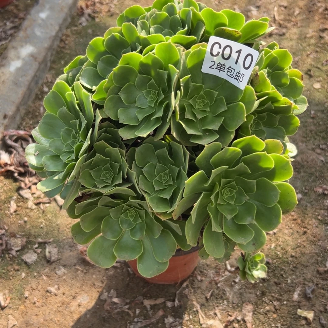 010多肉  绿羊绒不包断头