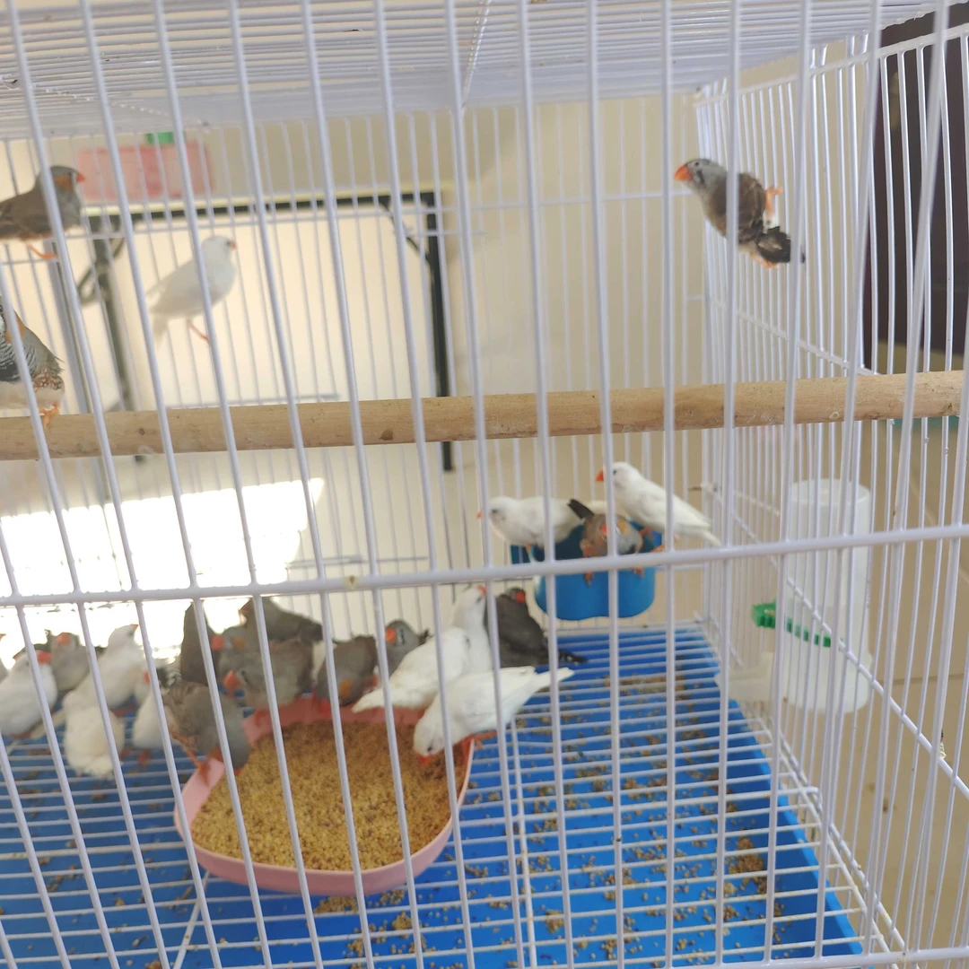 特价微瑕 珍珠鸟  断尾断羽白色灰色珍珠鸟