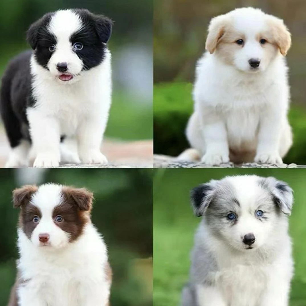 活体边境牧羊犬宠物狗适合家庭饲养的可爱伴侣