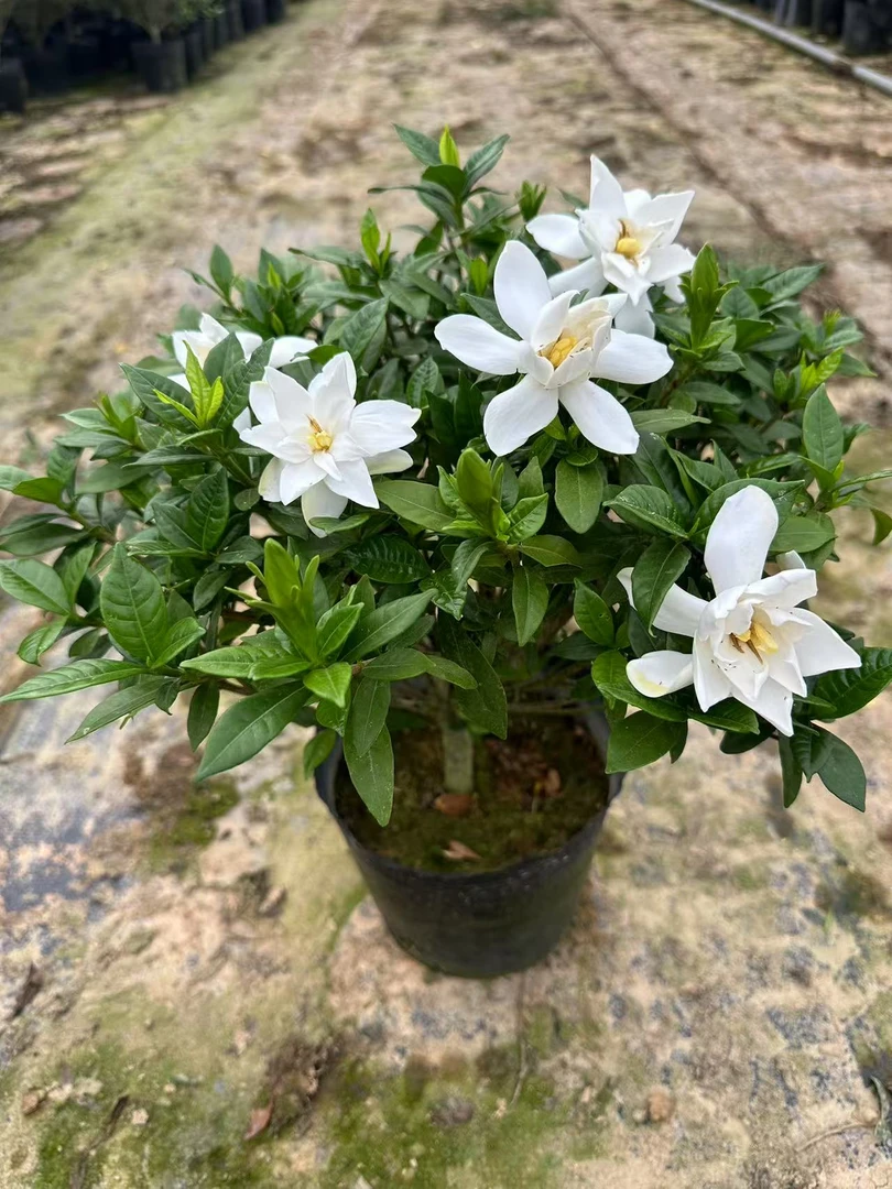 浓香型小叶栀子花5年1颗