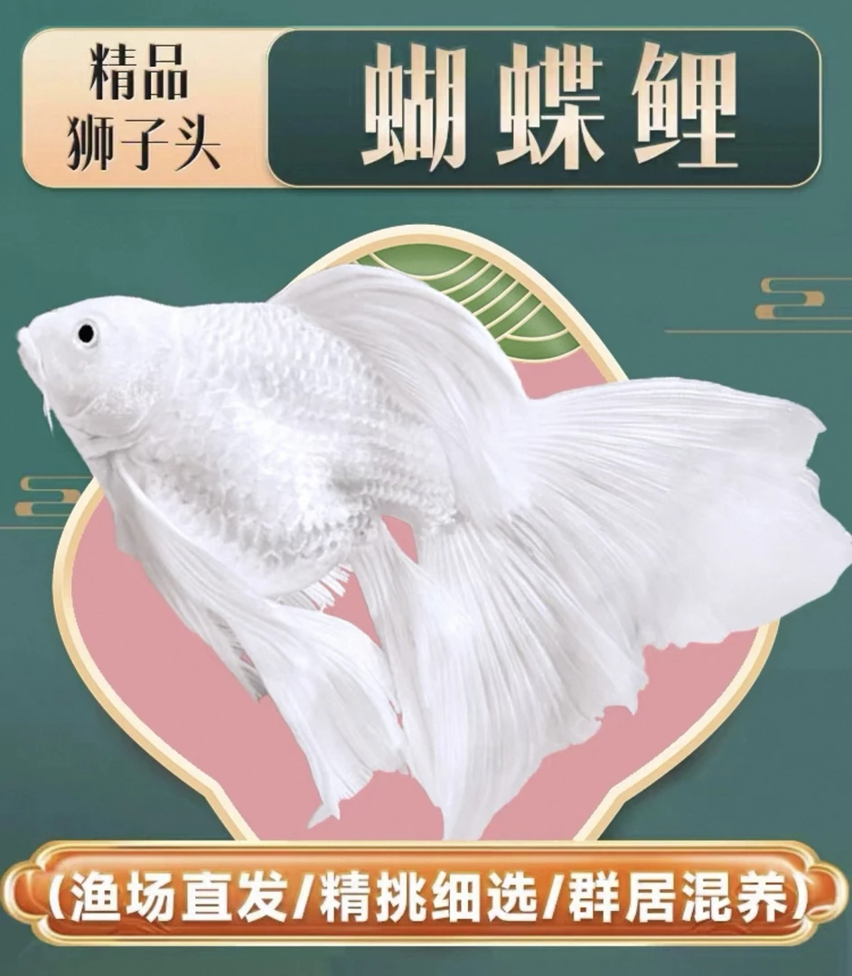 11-13厘米纯种台系短身白蝴蝶发鳍发尾好养耐活可混养