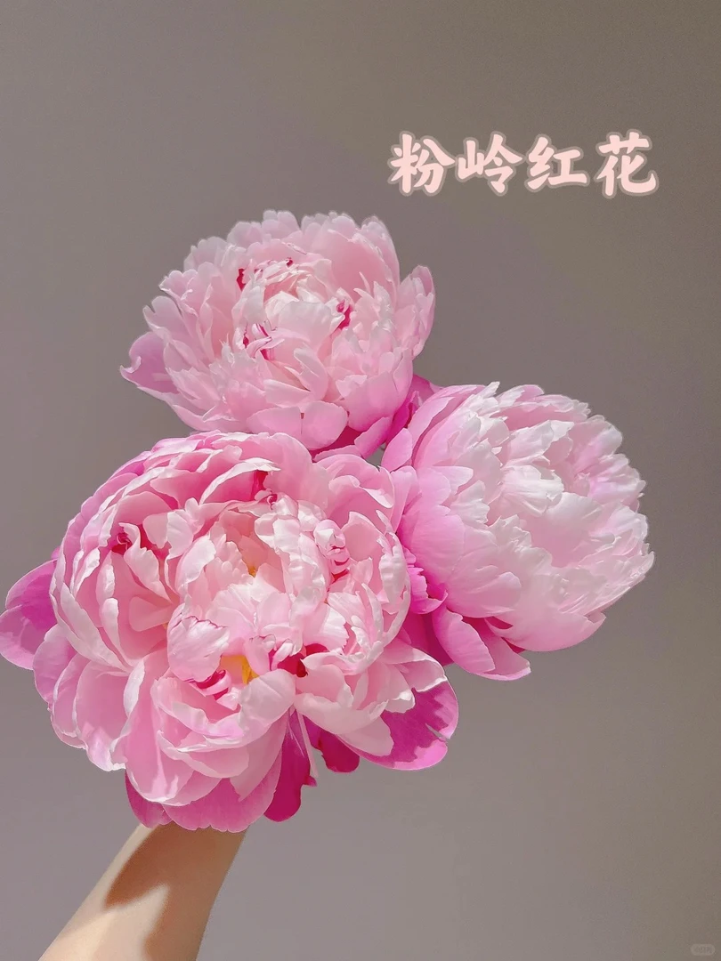 【现货】 A级10支 粉岭红花芍药鲜切花山东基地顺丰快递包邮到家】