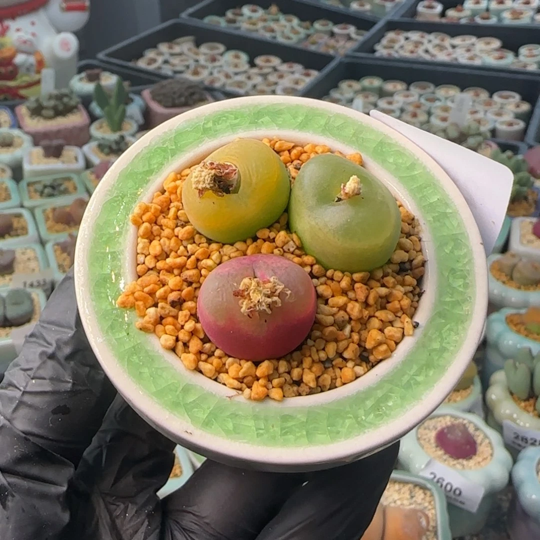 2854--一物一拍 带盆