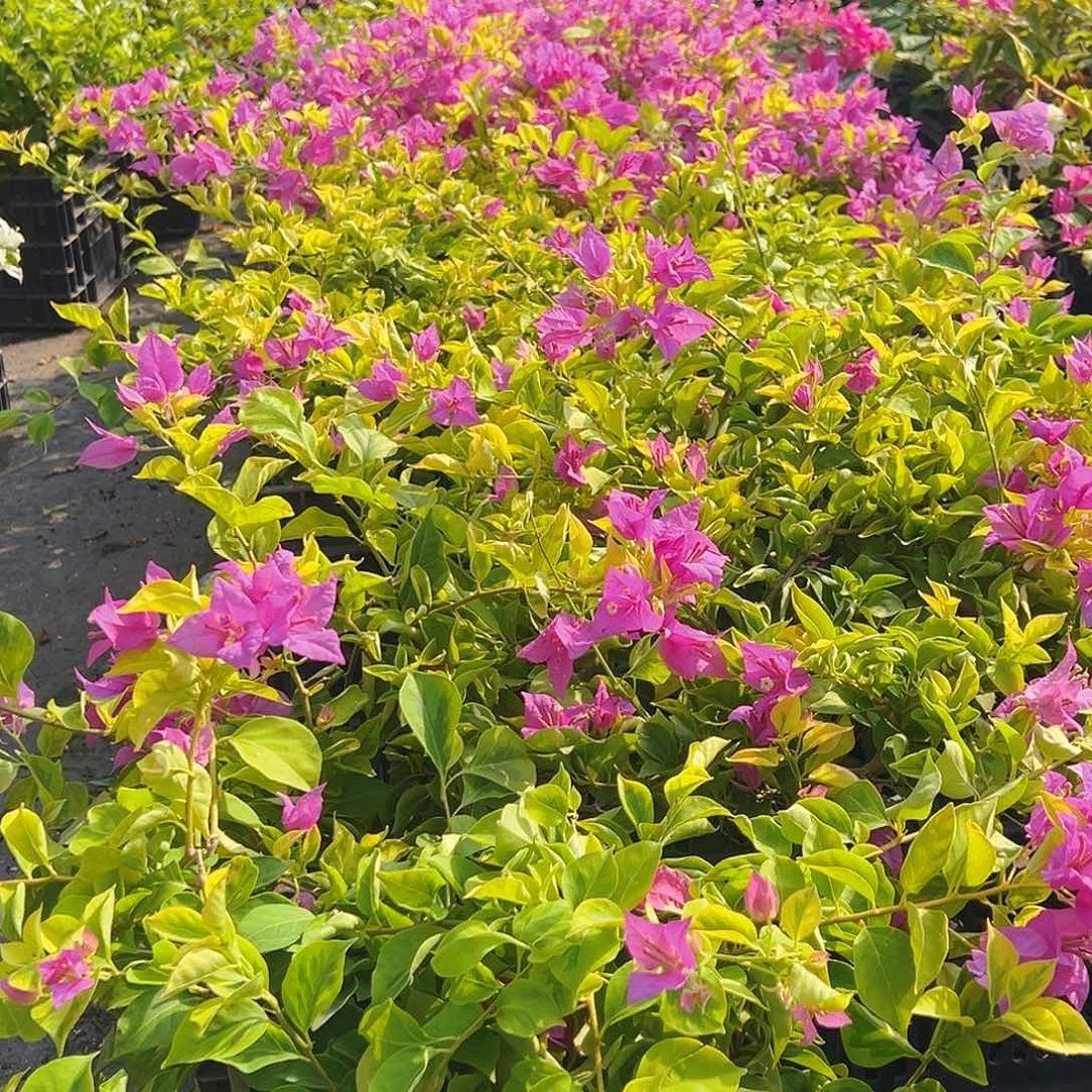 当前无花栽培后可以开花金钱豹掌中宝一棵
