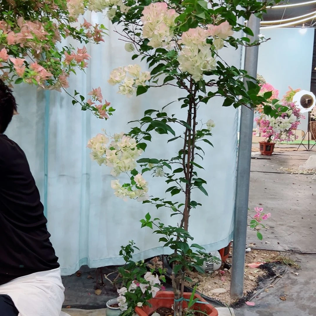 衢***）完全开放三角梅22222222