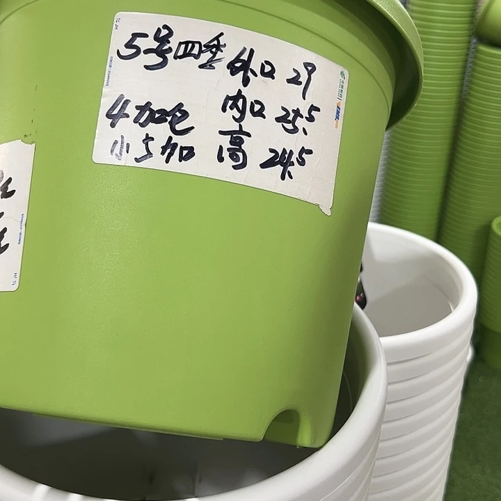 特价5号四季口29高24.5混色无托6只