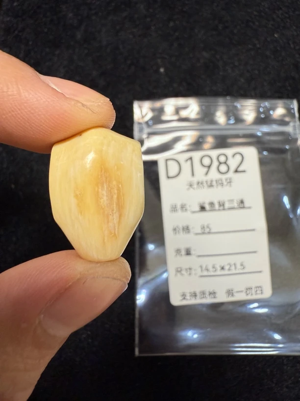 D1982天然猛犸牙鲨鱼背配饰三通