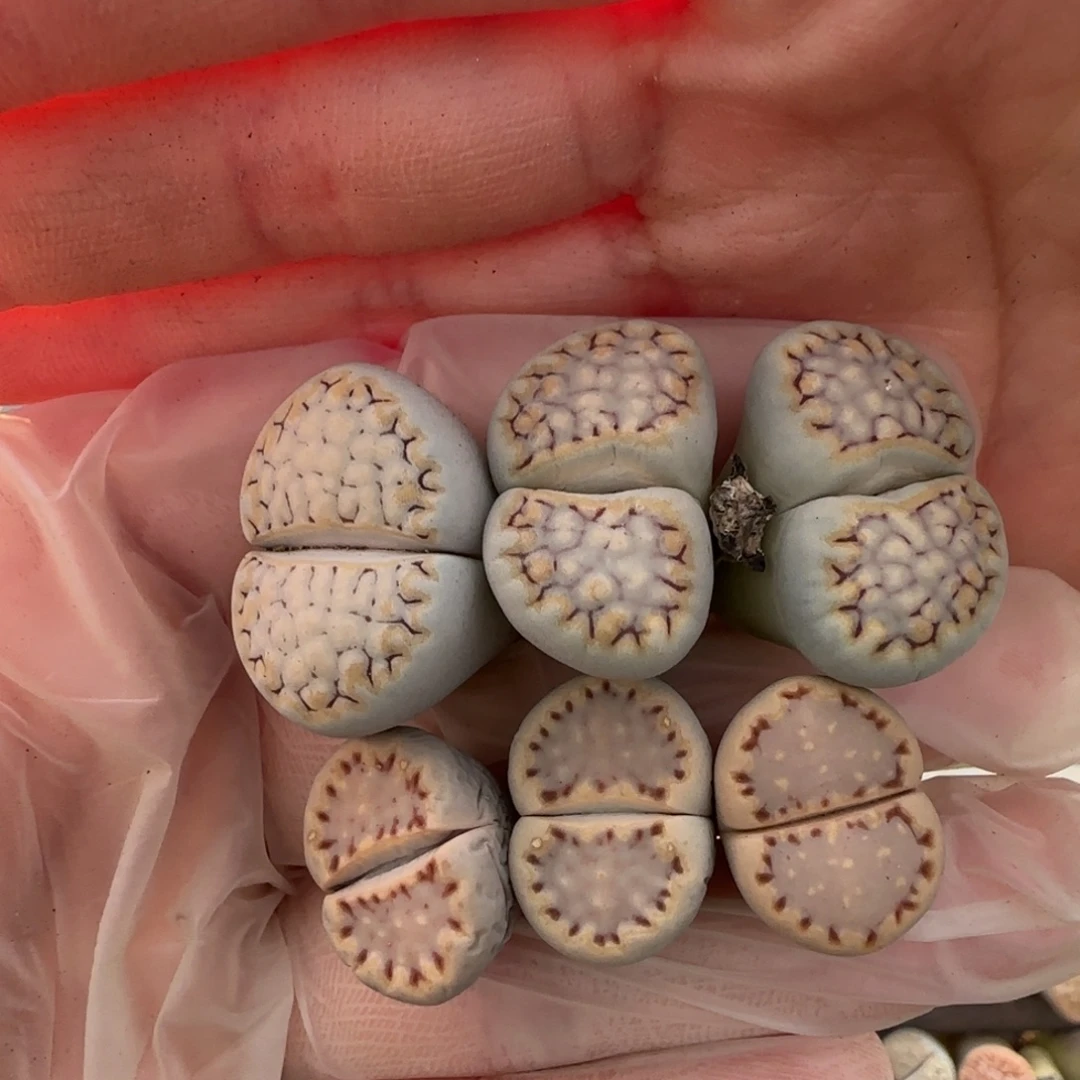 11.20。萌肉一抓子清货。8093