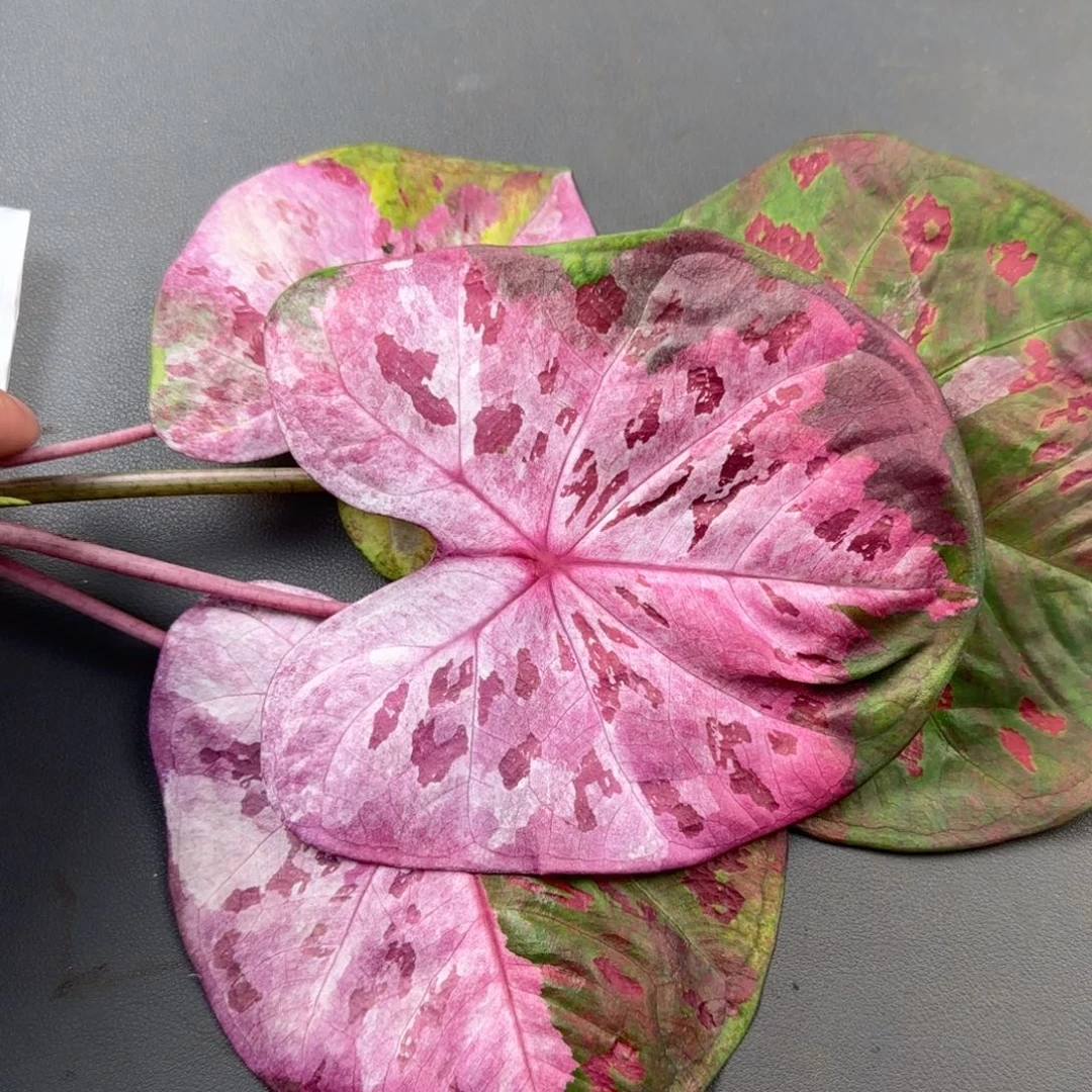 121-1018泰国发货rose