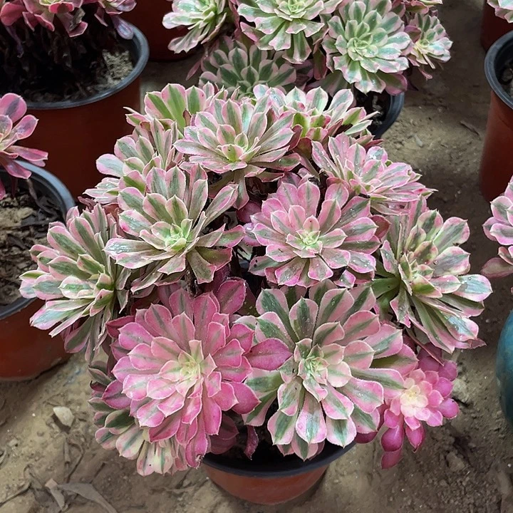 红铜白脱土裸根发货