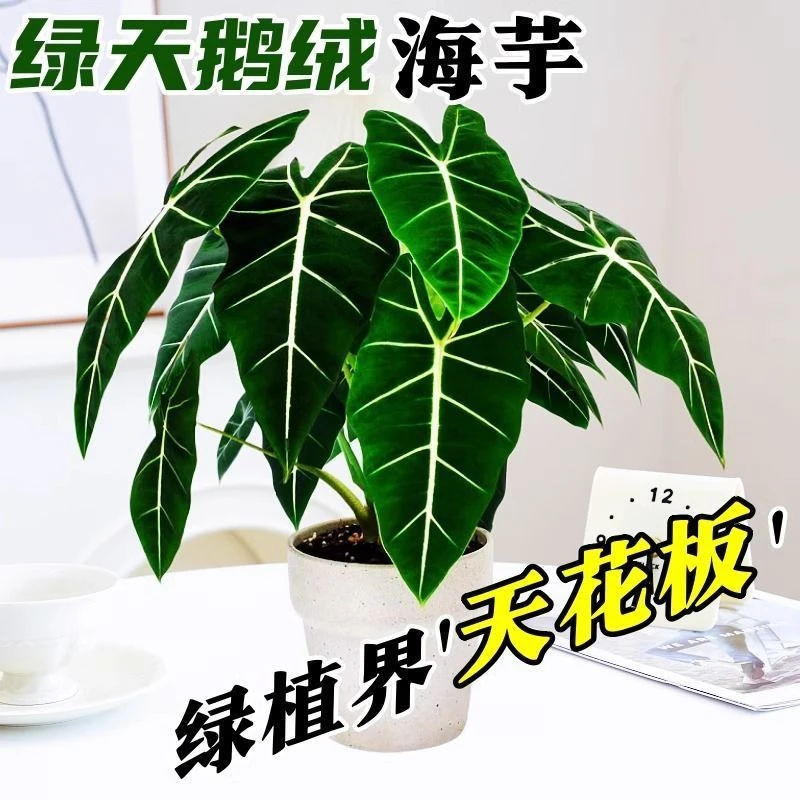绿天鹅绒海芋大叶盆栽网红绿植绿植盆栽好养耐阴室内客厅净化空气