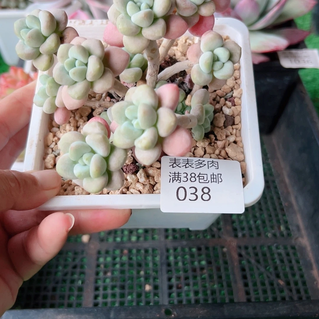 多肉一物一拍植物038