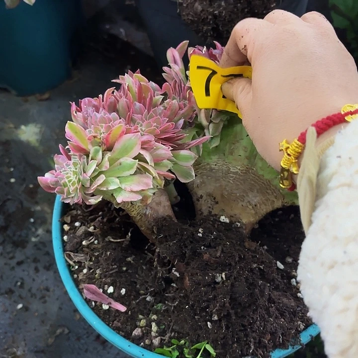 多肉植物福利774
