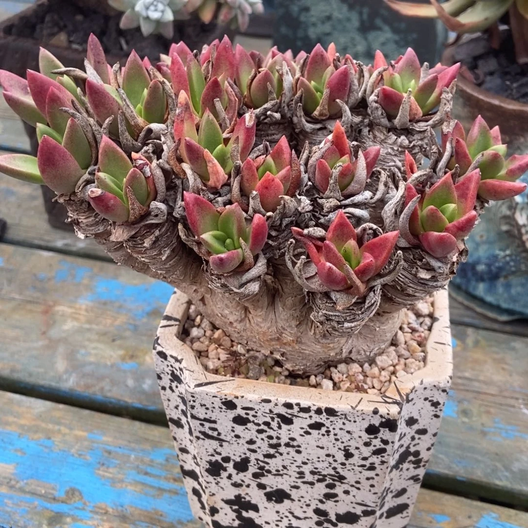 瑕疵处理不售后啦啦啦