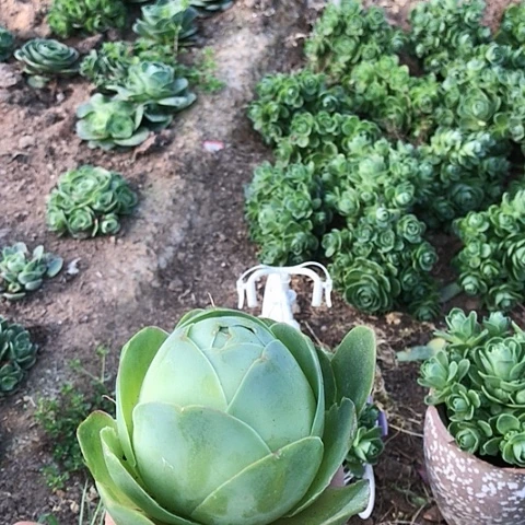 鸡蛋玫瑰一棵多肉30