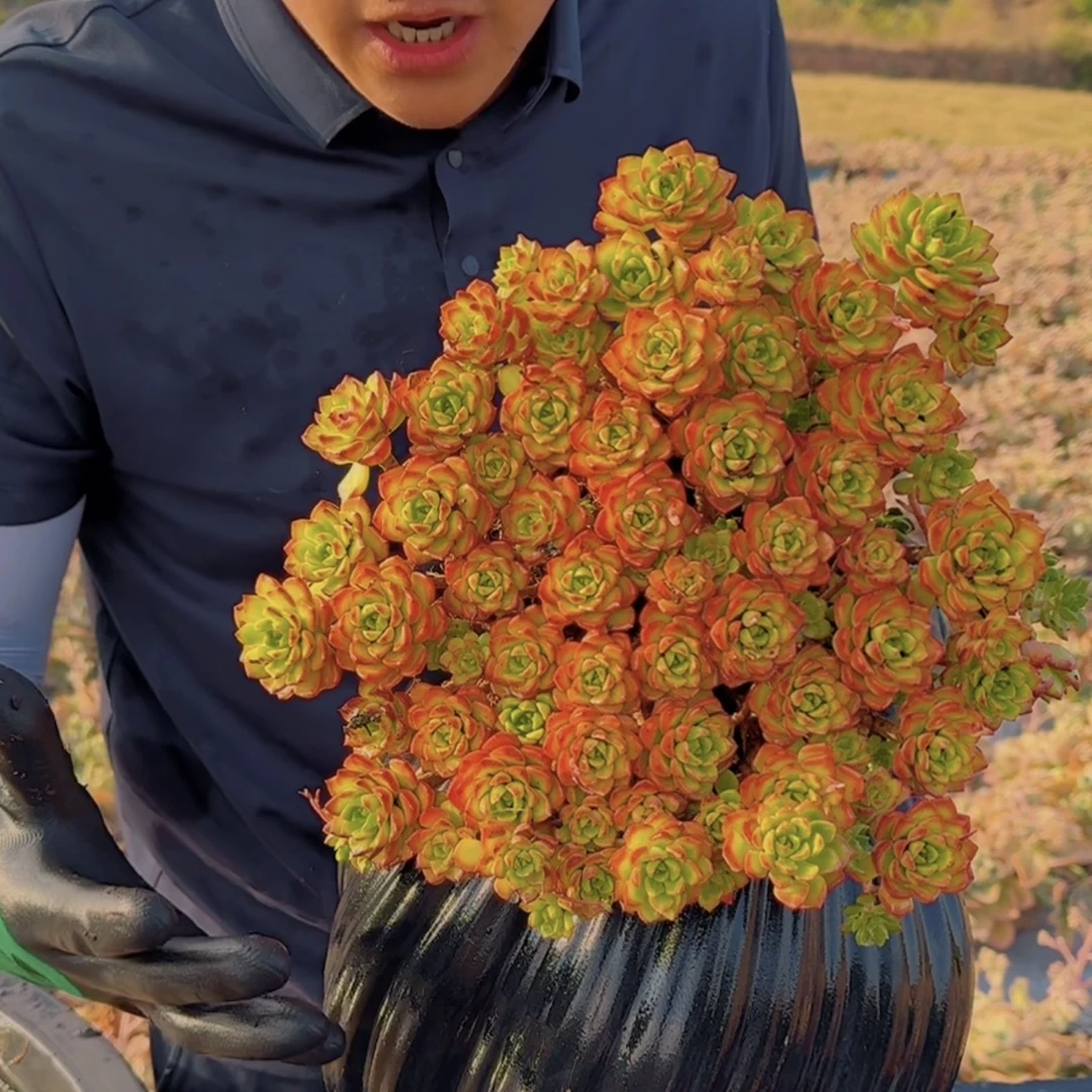 零花钱多肉  盆栽蒂亚飘枝  清货   多肉植物