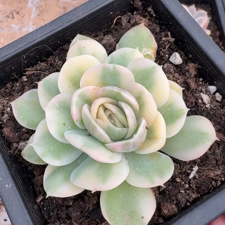 彩金昂斯诺锦福伦锦