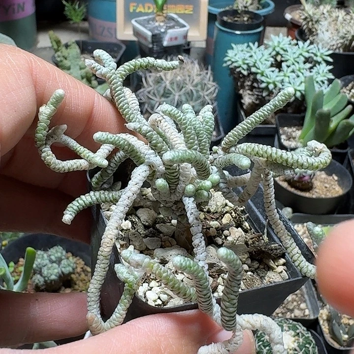 848银蚕实生脱土发货