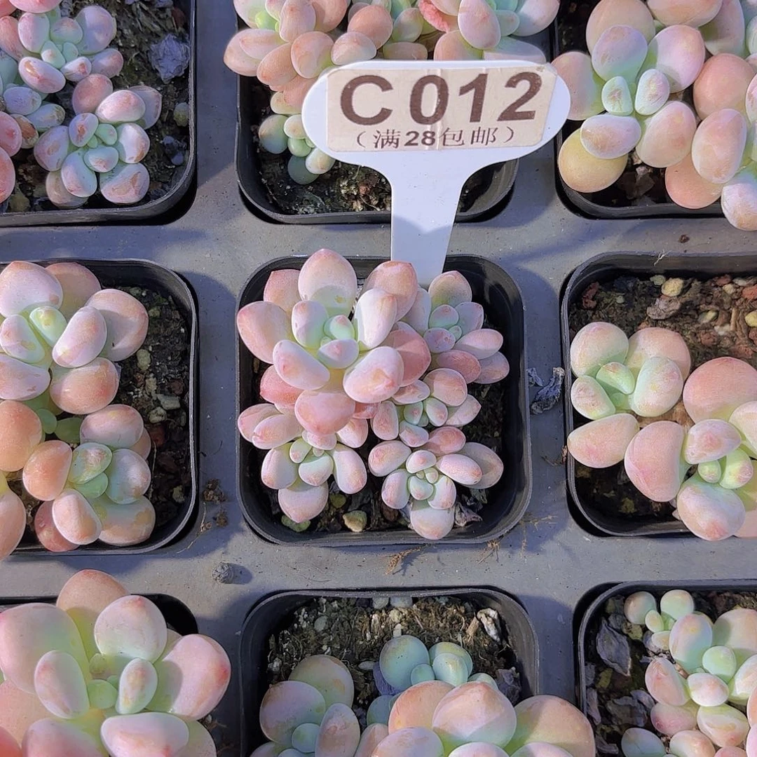 C012洛神一物一拍