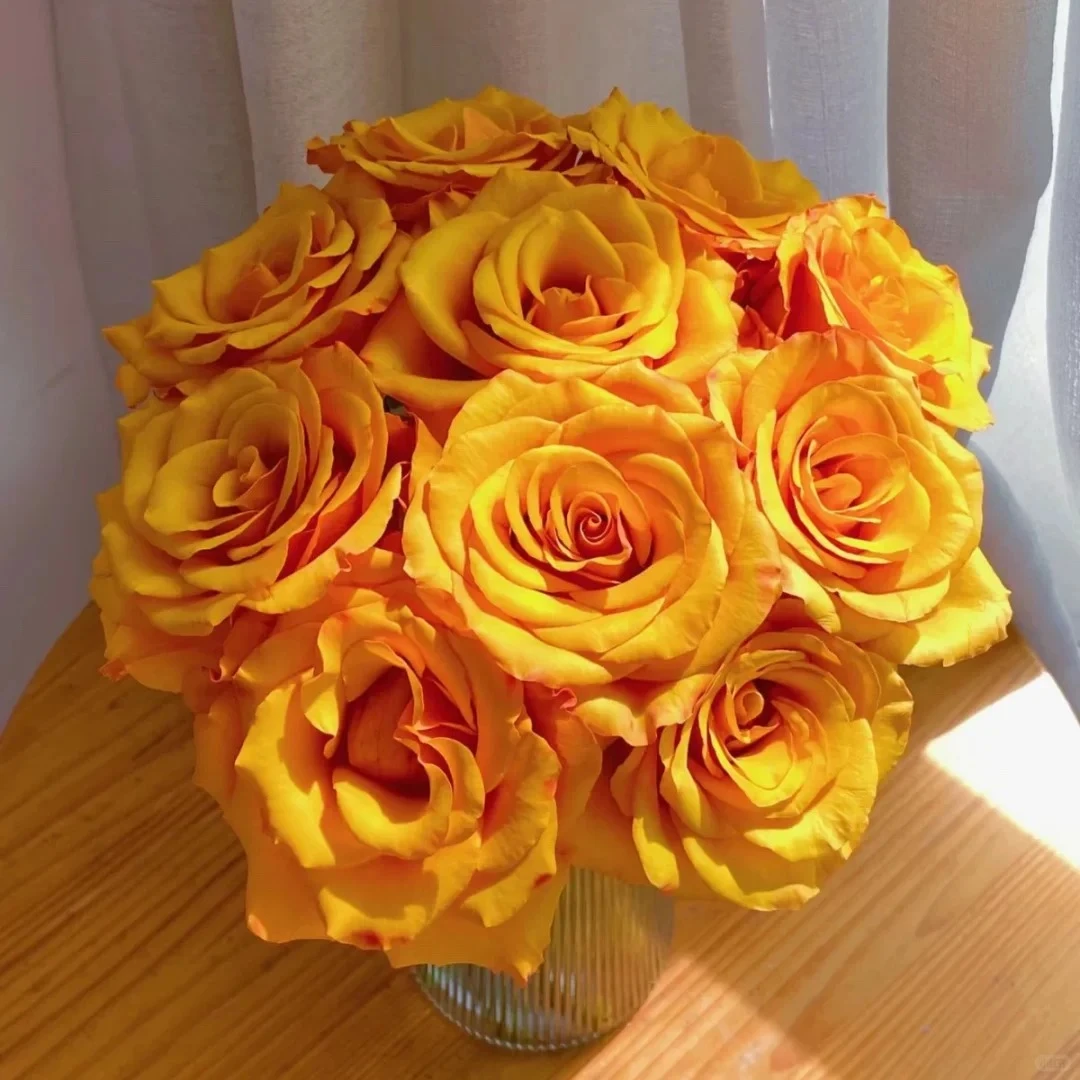 【花汀私享】辉煌-单头玫瑰（注意带包装醒花哦~）