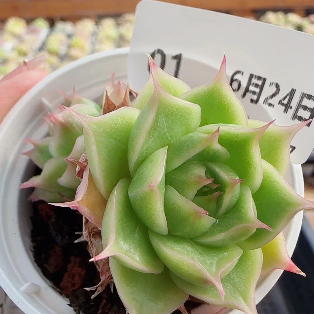 花语逸镜0624-01开播福利麦秆