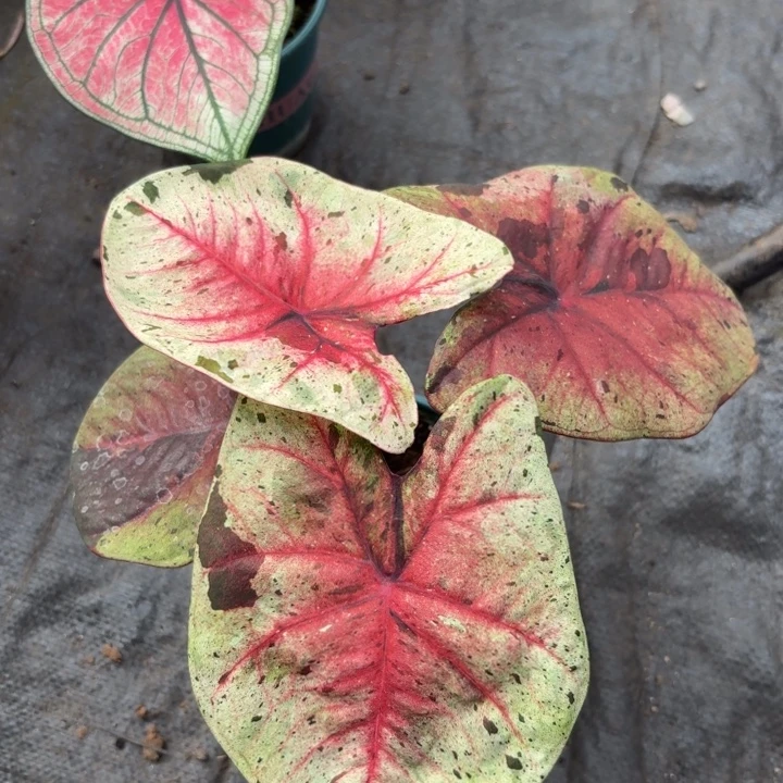 完全开放泰国彩叶芋