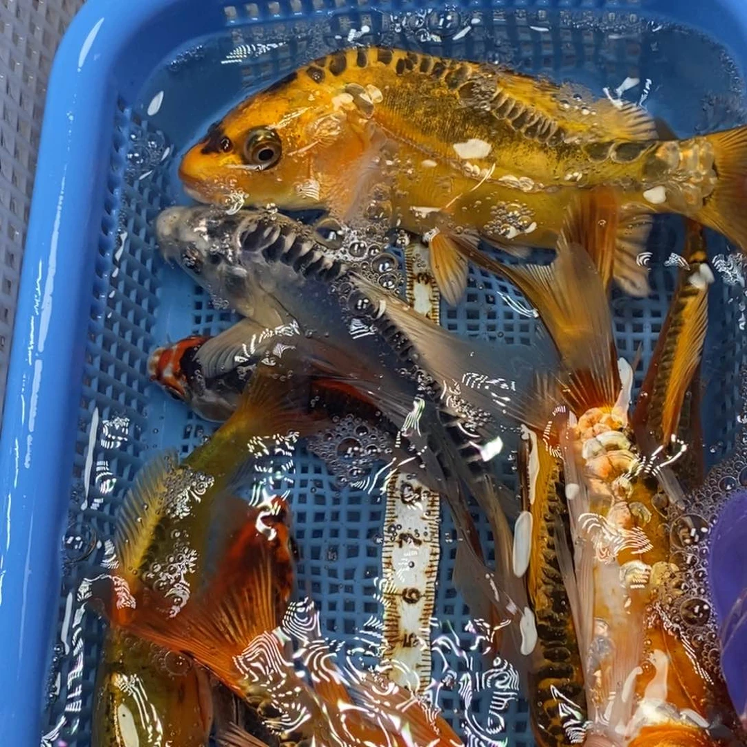 锦鲤冷水锦鲤包邮