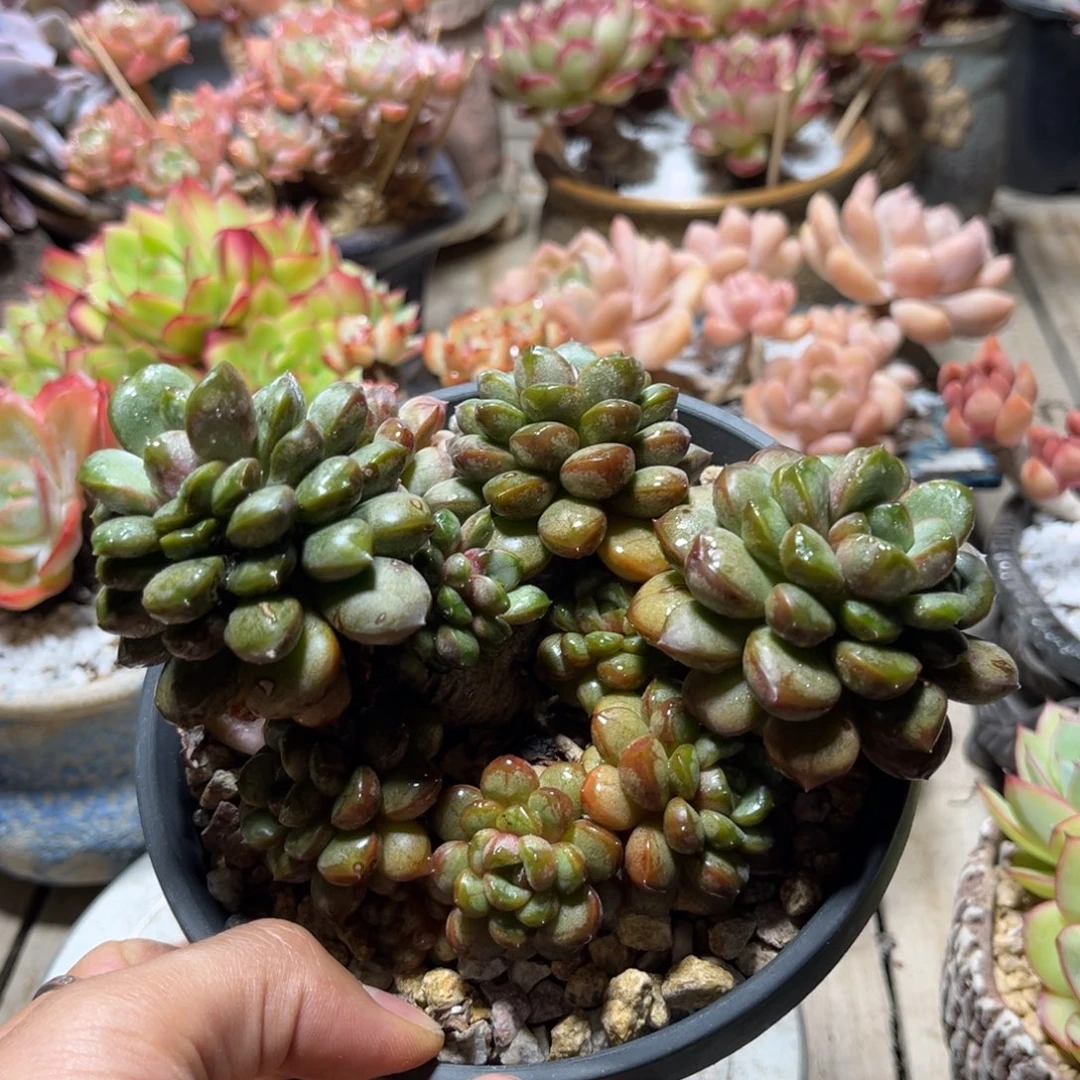 葡萄多肉植物weiguobo