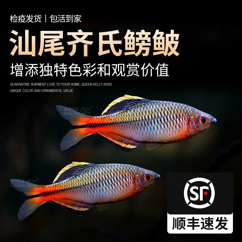 原生汕尾溪流齐氏鱊鲤科鱼冷水小型淡水鱼稀有鳑鲏观赏鱼好养耐活