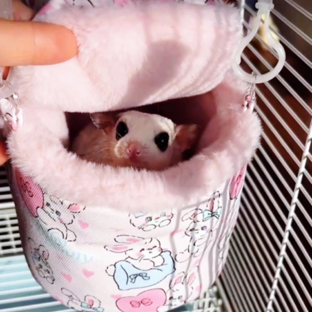 蜜袋鼯保暖小挂窝 （也适合放爱丽丝外带盒里）