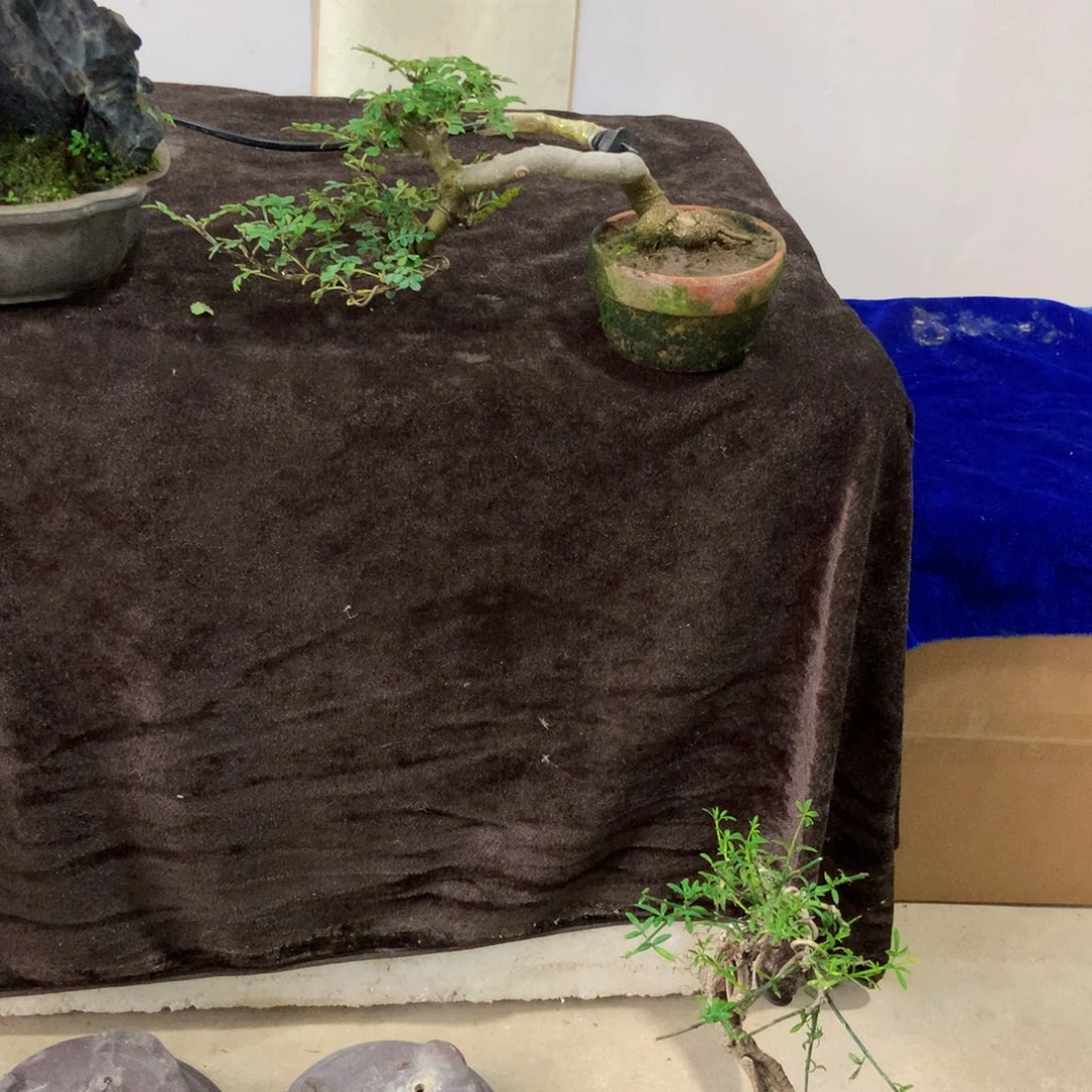 完全开放盆景艺术