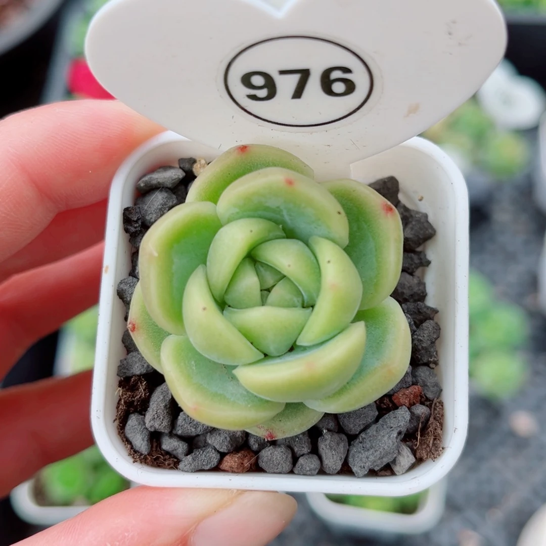 风靡园艺白玉珍妮单头