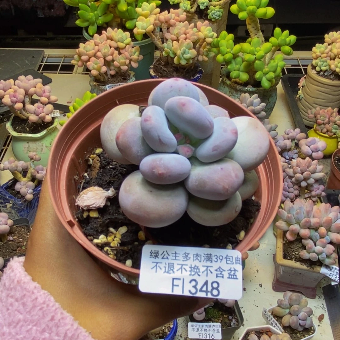 348大叶奶多肉7cm