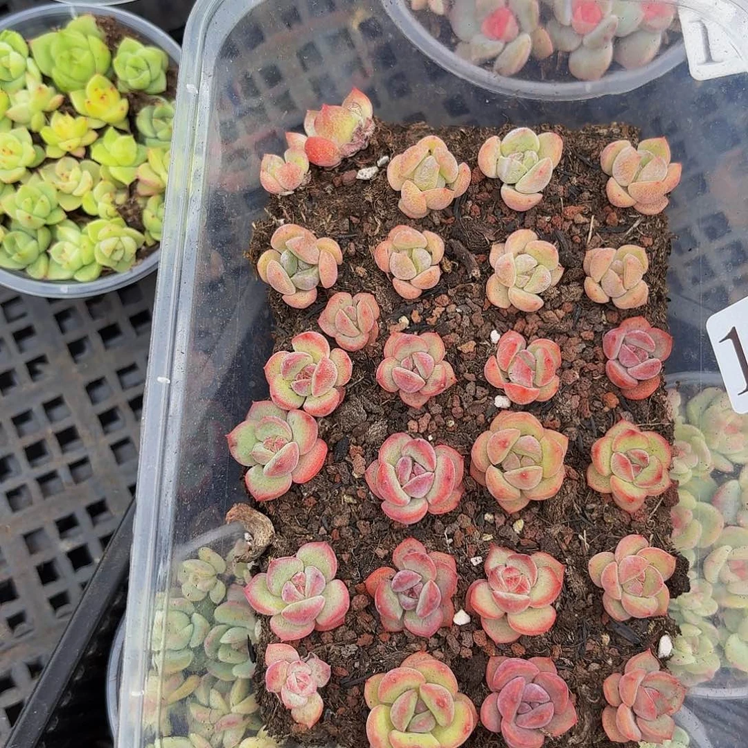 M*琪多肉植物多肉植物163