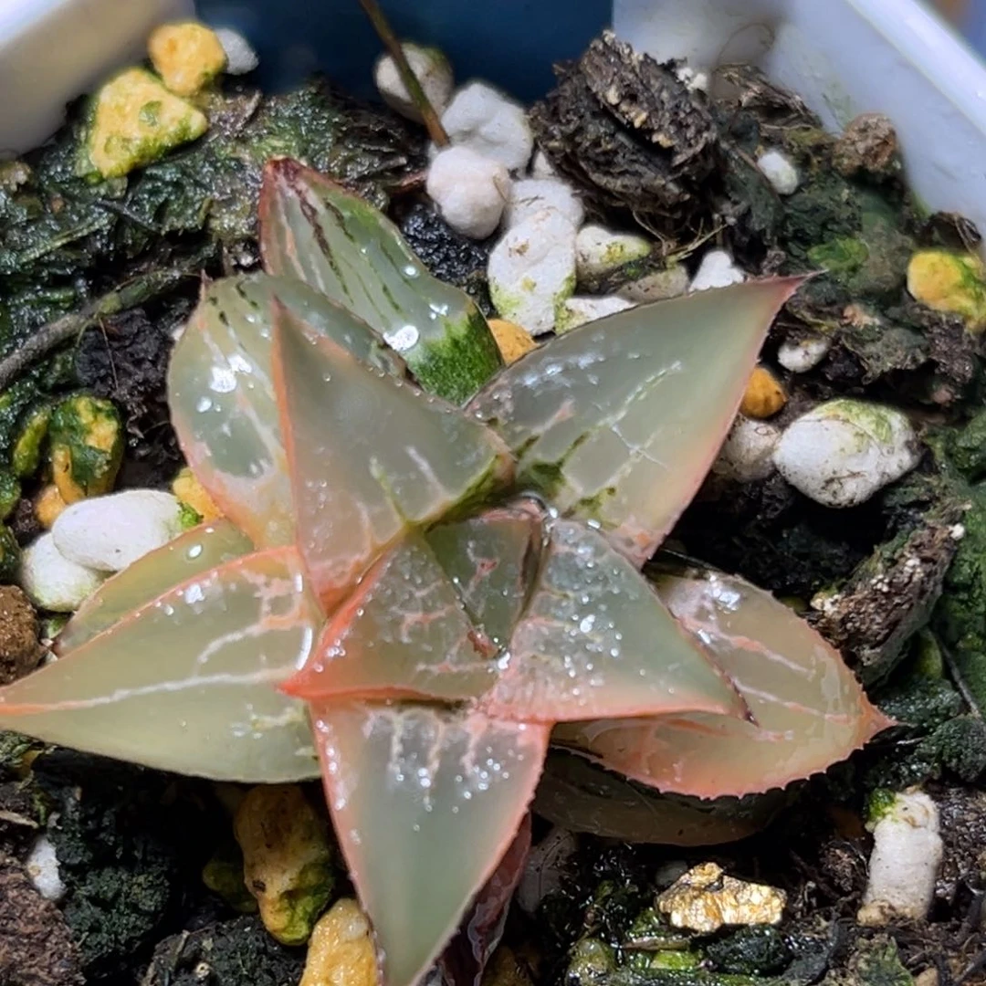 恭喜发财大吉大利523