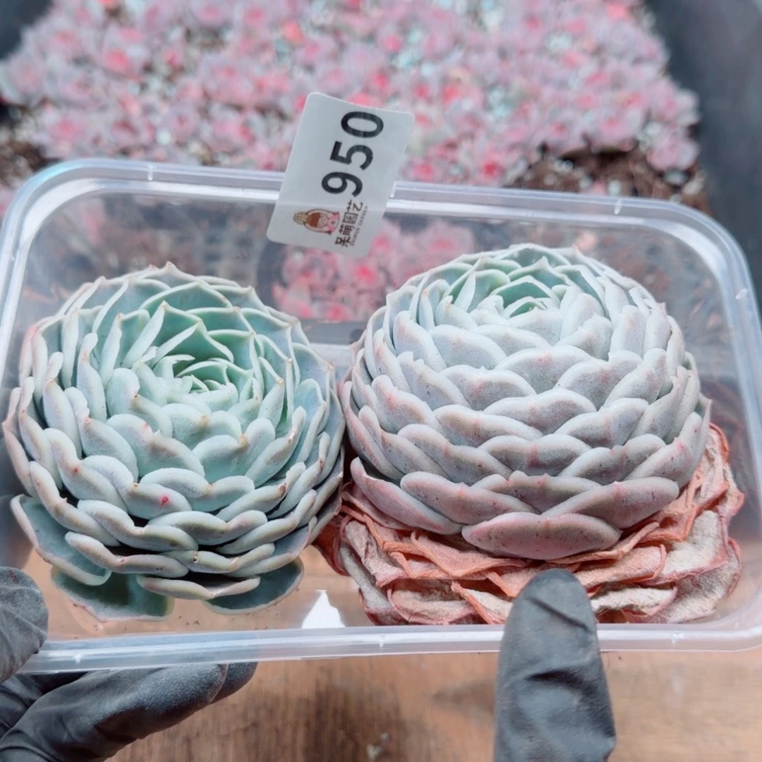 度***多肉植物多肉植物